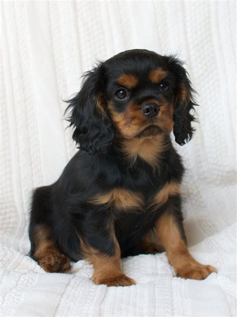Cavalier King Charles Spaniel Welpen Guides Pets