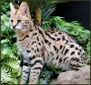 The savannah pet is characterized by different behavioral patterns. F1, F2, F3, F4, & F5 Savannah Cats for Sale - Kitten ...