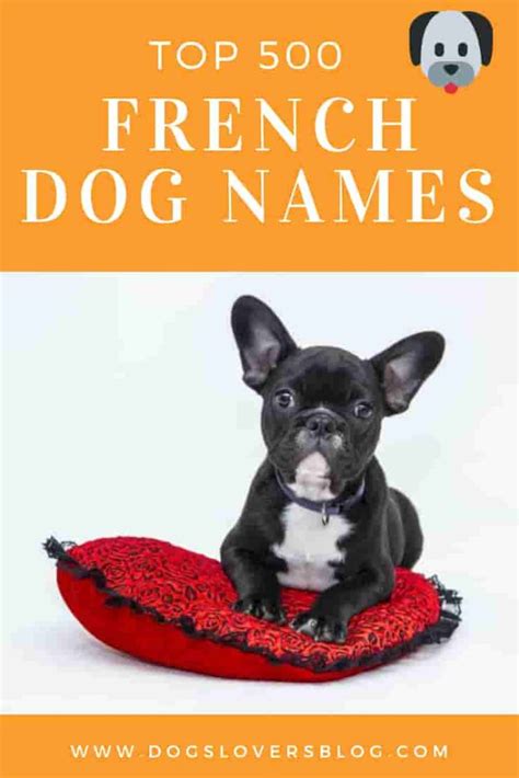Top 500 French Dog Names Unique And Elegant French Dog Names