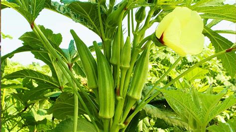 Lady Fingers Plant Seedstores High Yield Lady Finger Arka Anamika 15