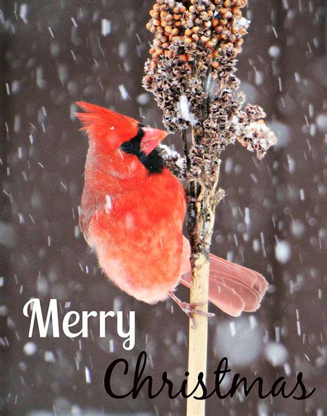 Merry Christmas Cardinal Card Photograph By Dark Whimsy Fine Art America