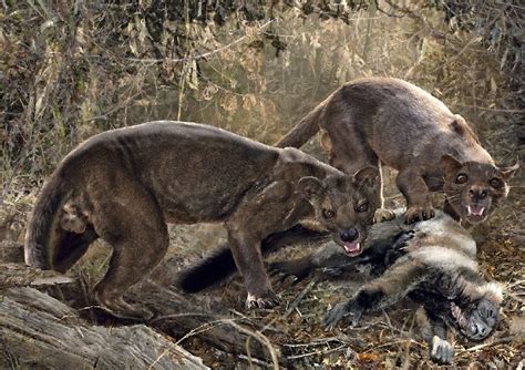 Two Giant Fossa Eating A Lemur These Fossa Went Extinct