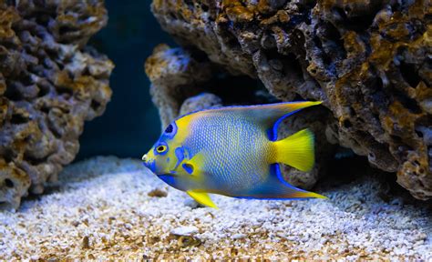Yellow And Blue Fish On Brown Coral Reef · Free Stock Photo