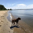 Matapeake Park Dog Beach