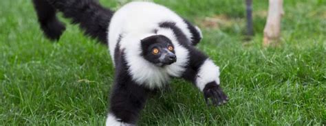 Black And White Ruffed Lemur Reid Park Zoo In 2020 Lemur Black And