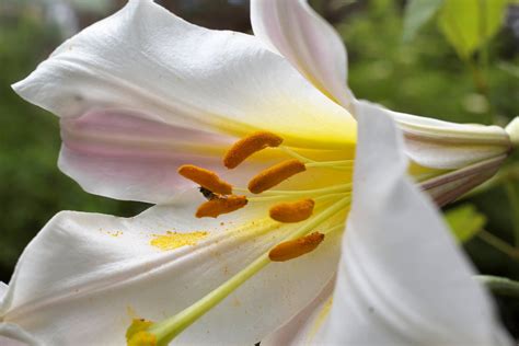 10 Regal Trumpet Lily Aka Royal Kings Lilium Regale