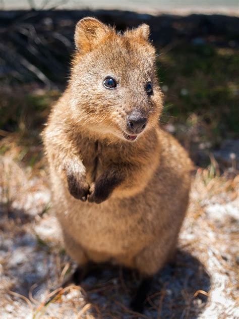 Australia Animal Cute Discover The Cutest Animals In Australia
