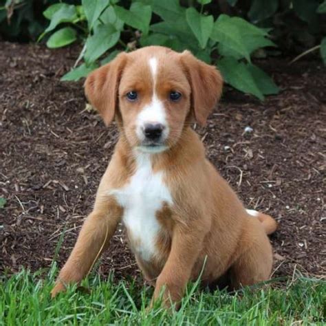 Irish Setter Mix Puppies For Sale Greenfield Puppies