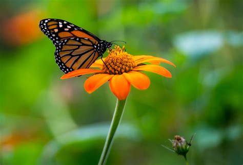 The Lonely Flight Of The Monarch Butterfly News