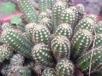 No sé cuál sea su nombre científico de este cactus, mi abuela la conoce ...