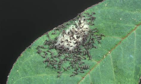 Fall Armyworm Spodoptera Frugiperda Je Smith