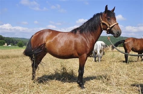 11 Коне за Продажба | Обяви за коне, езда | В света на ...