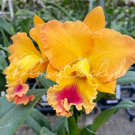Rth Golden Passion — Palmer Orchids