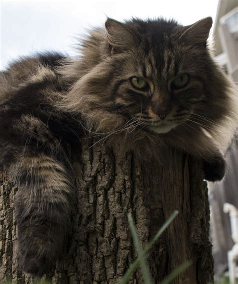 The Mighty Maine Coon North Americas Largest Domestic Cat Breed