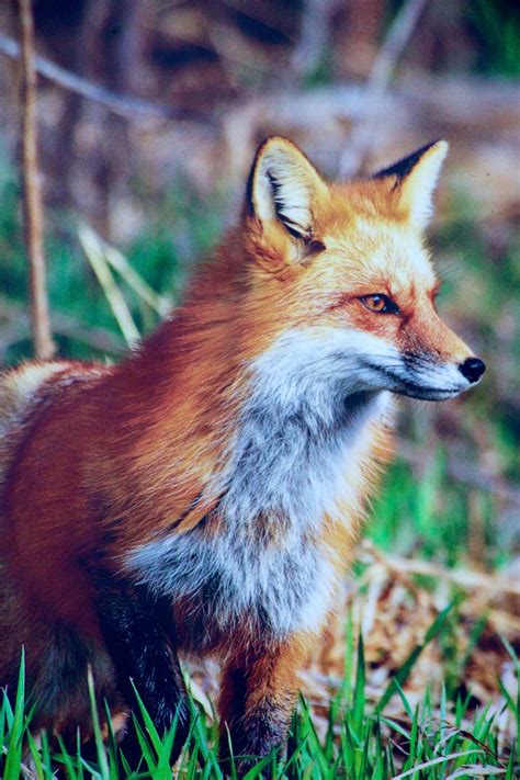 Free Images Nature Wildlife Fauna Red Fox Animals Vertebrate