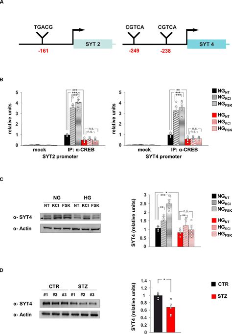 Frontiers Glucose Overload Inhibits Glutamatergic Synaptic