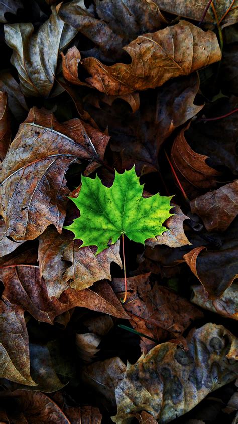 Green And Brown Leaves Hd Wallpaper Wallpaper Flare