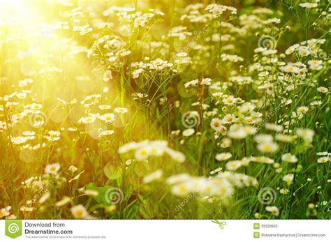 Wild Camomile Flowers Stock Image Image Of Herb Nature 33320663