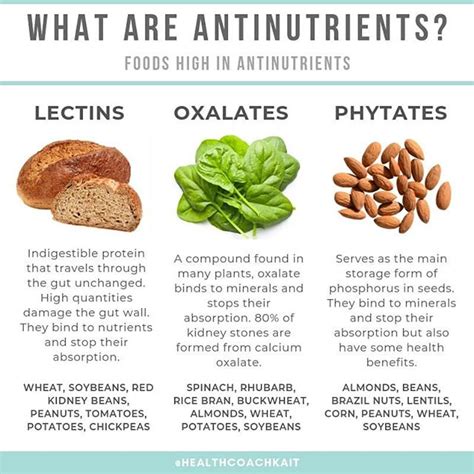Antinutrients What Are They And Should You Avoid Them 🤔⁠ ⁠ The Gist