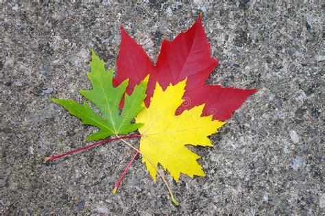 Red Yellow And Green Maple Leaves Stock Image Image Of Maple