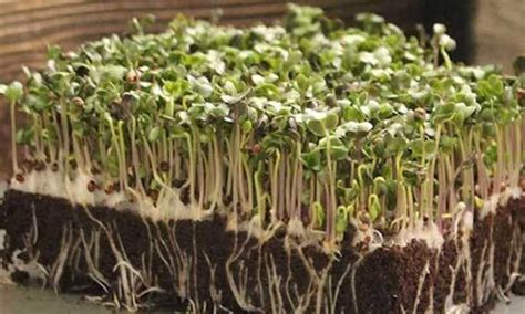 How To Grow Broccoli Microgreens Fast And Easy Great Gardeners Tips
