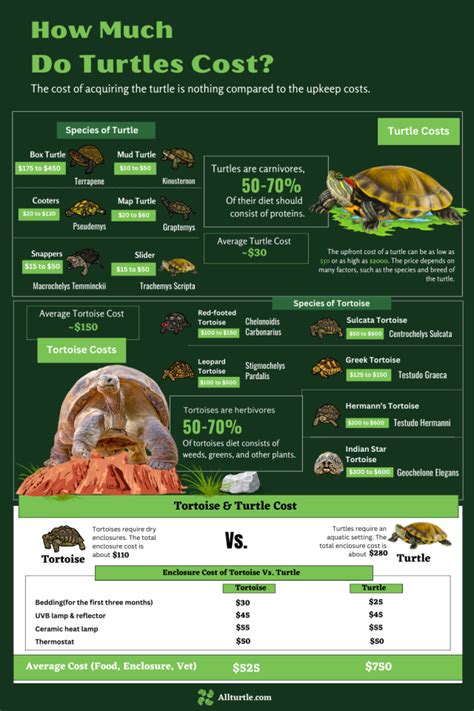 How Much Do Turtles Cost Breakdown Of Costs All Turtles