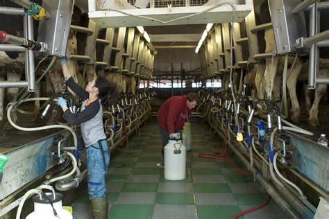 Dairy Workers In Milking Parlour Photo Myrna Macdonald Flickr