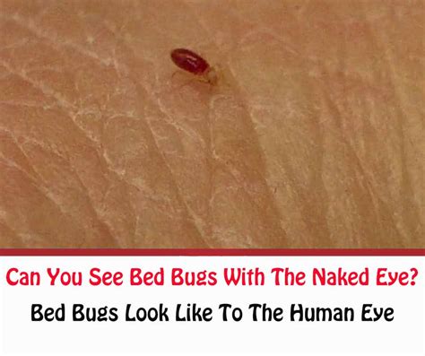 What Do Cat Fleas Look Like To The Human Eye Cat Meme Stock Pictures And Photos