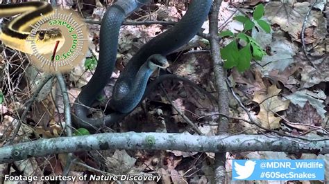 60 Second Snakes The Blue Racer Youtube