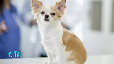 7 Things That Make Chihuahua An Amazing Breed Youtube