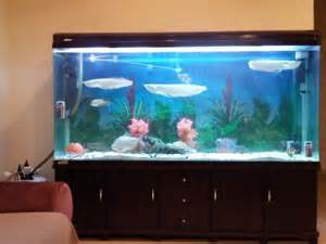  mustang convertible recently bought a gallon fish aquariumaquarium