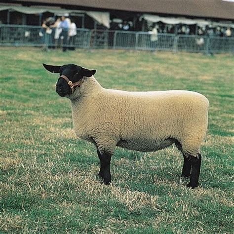 Suffolk Breed Of Sheep Britannica