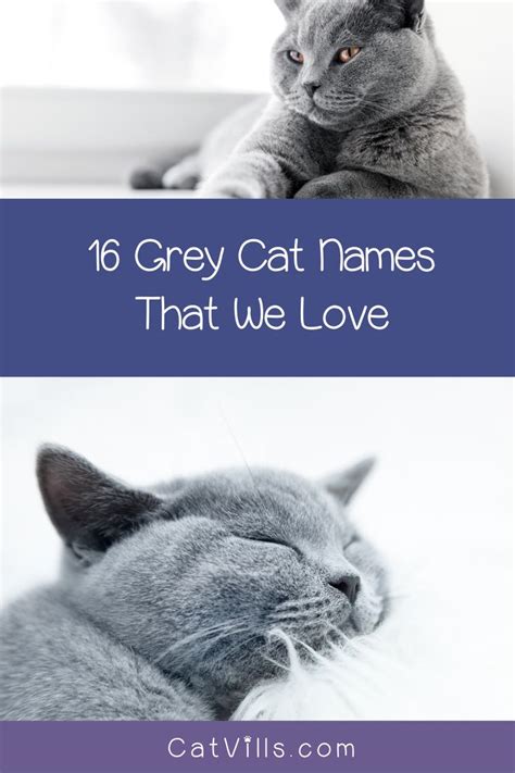 Unique And Creative Grey Cat Names That Reflect Their Mysterious Beauty