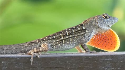 Central Florida Lizards Anoles Geckos And Iguanas Youtube