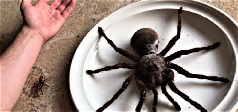 Biggest Spiders In The World