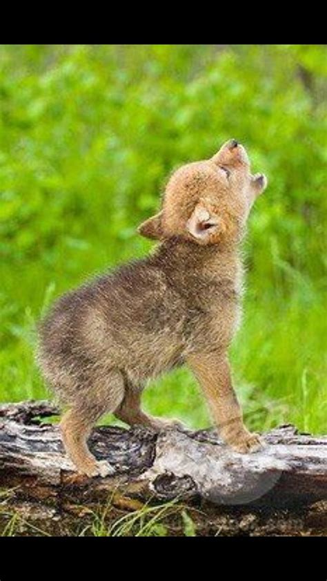 Big Howl Little Wolf Cute Baby Animals Baby Animals