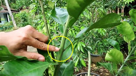 Cara Okulasi Tanaman Durian Dengan Mudah Kebun Naya Vrogue Co