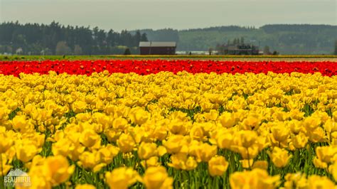 Tulip Fields At Skagit Valley Largest Floral Festival In Wa