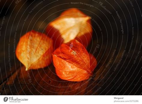 Lampion Fruit Harmonious A Royalty Free Stock Photo From Photocase