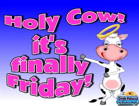 Holy Cow Its Finally Friday Pictures Photos And Images For Facebook