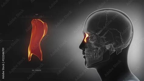 Black x ray skull animation NAsal bone os nasale Видео Stock