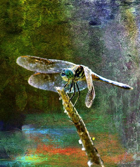 Dragonfly Digital Art By J Larry Walker Fine Art America