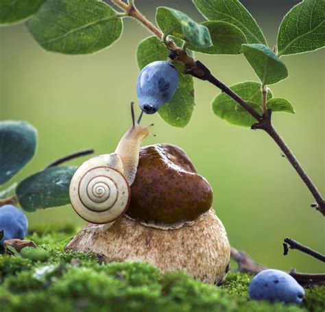 Snail By Anatolih Wie Süß Pinterest Schnecke