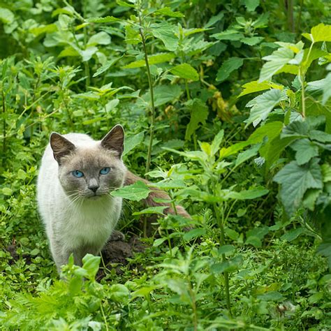 She's an experienced caretaker of not only cats and. Can Cats Eat Artichokes or Asparagus? - Catster