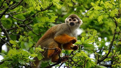 Free Images Tree Nature Forest Outdoor Branch Animal Cute
