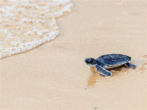 Where Do Baby Hawaiian Sea Turtles Go Reptiles Magazine