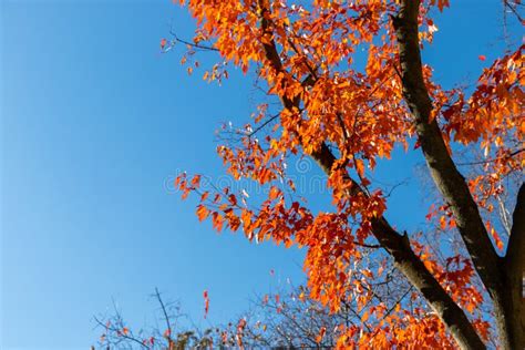 Autumn Tree With Orange Leaves Against The Blue Sky Red Leaves On A