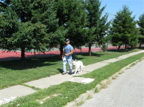 Advanced Dog Training Long Island Nassau Suffolk County Ny Have Leash