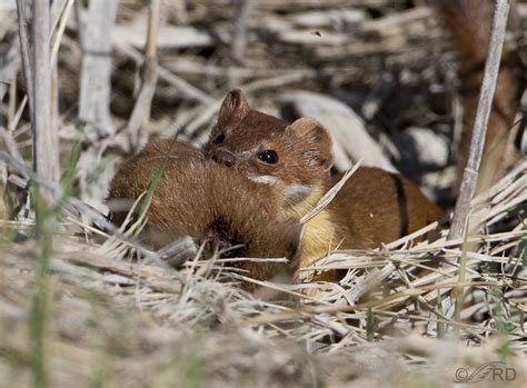 Long Tailed Weasel Efficient Hunter And Cannibal Feathered Photography