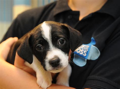 Giving Your Puppy An Education Blue Cross